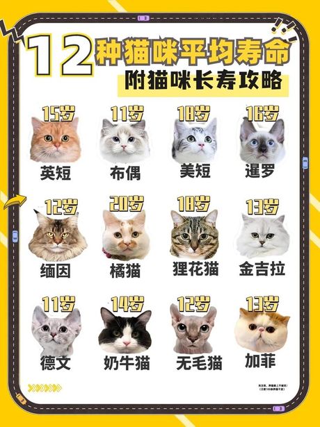 猫的平均寿命是多少年？