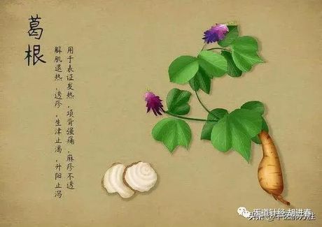 葛花：食用方法与营养价值