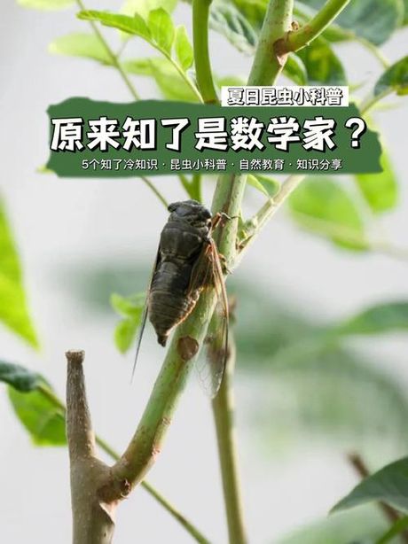 知了怎么叫：夏日歌手的秘密