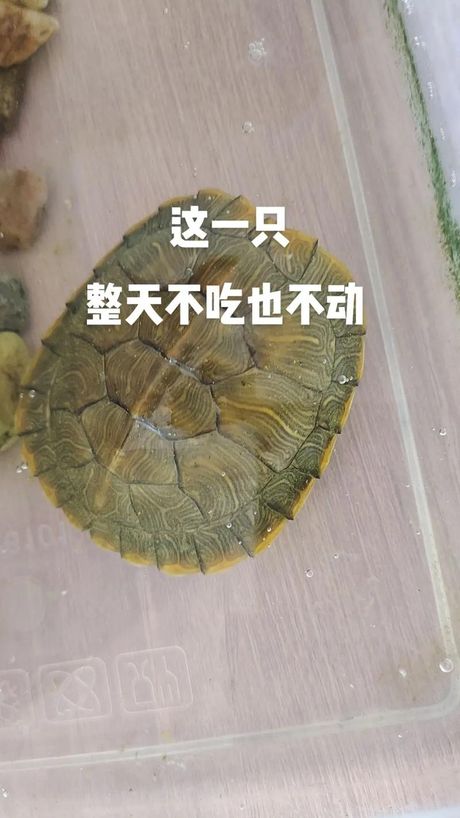 巴西龟眼睛肿了睁不开怎么办？