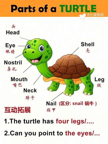 探索乌龟的英文名称：Turtle