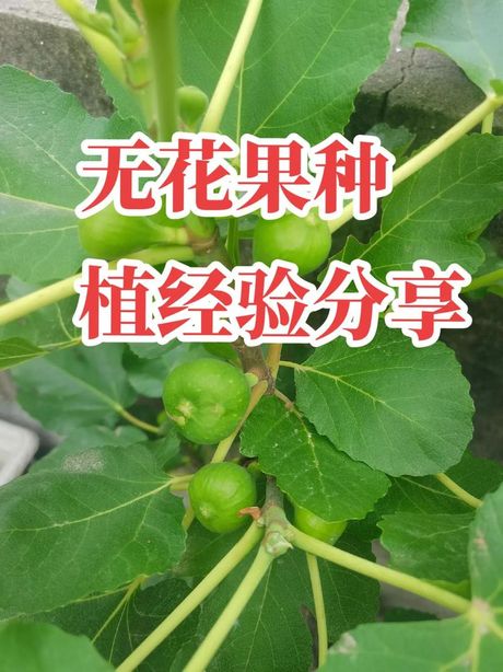 无花果的种植方法