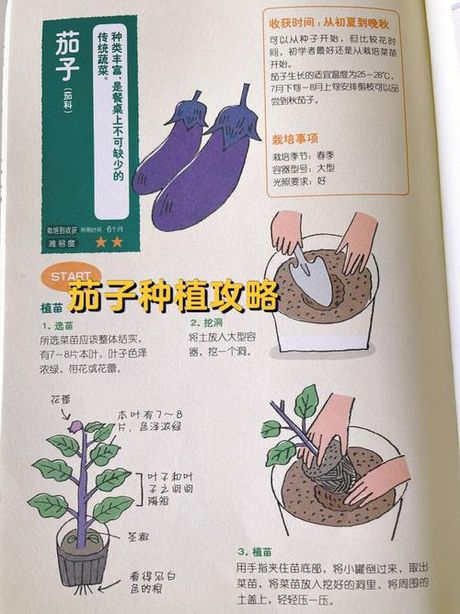 家庭种菜40种方法