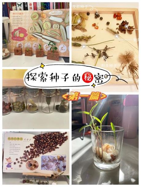 植物与种植：探索“Plant”的双重含义