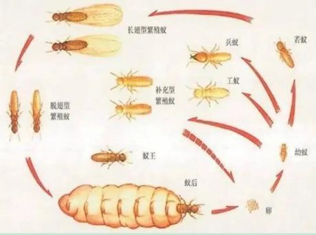 飞蚁的消灭方法