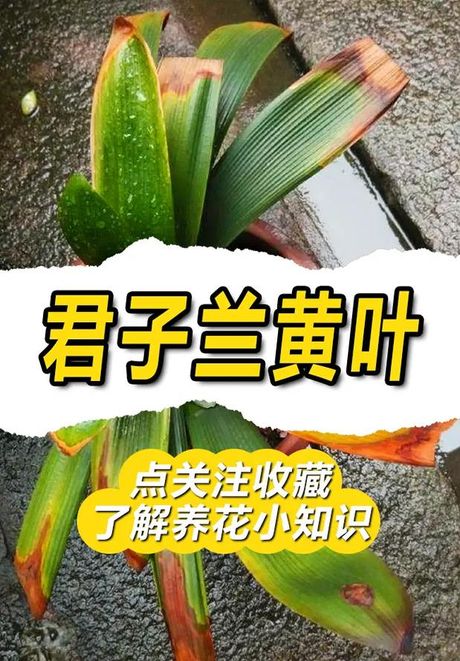 君子兰叶子发黄的原因及解决方法