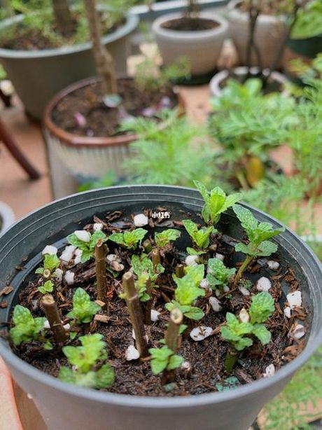 诺达希尔的分枝：探索植物繁殖的奥秘