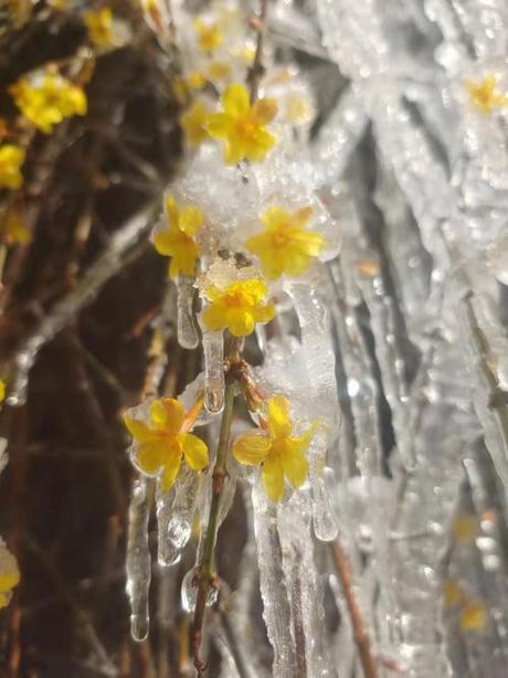 已是悬崖百丈冰犹有花枝俏：自然界的奇迹