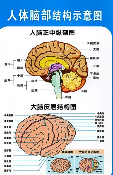 他怎么了？——探索人类行为背后的科学