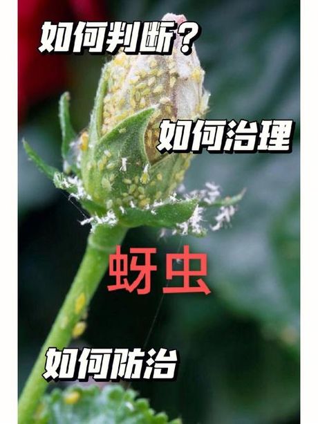 蚜虫防治全攻略