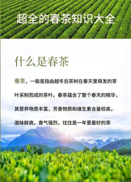 新茶的秘密：了解春茶的的魅力