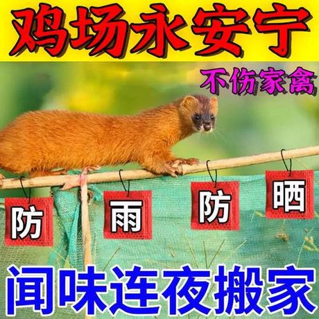 黄鼠狼为什么怕鹅