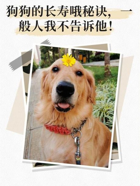 人狗殊途：人类与犬类的不同演化之路