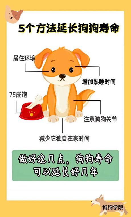 狗的寿命：忠诚伙伴能陪伴我们多久