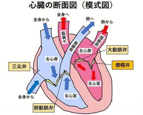 左心室肥大的原因