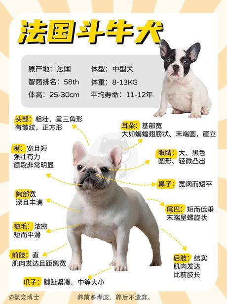 斗牛犬价格揭秘