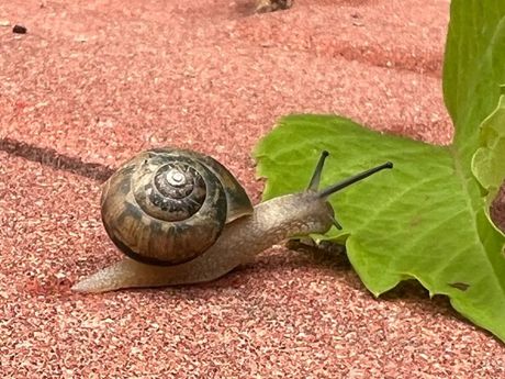 蜗牛：缓慢而神奇的生物