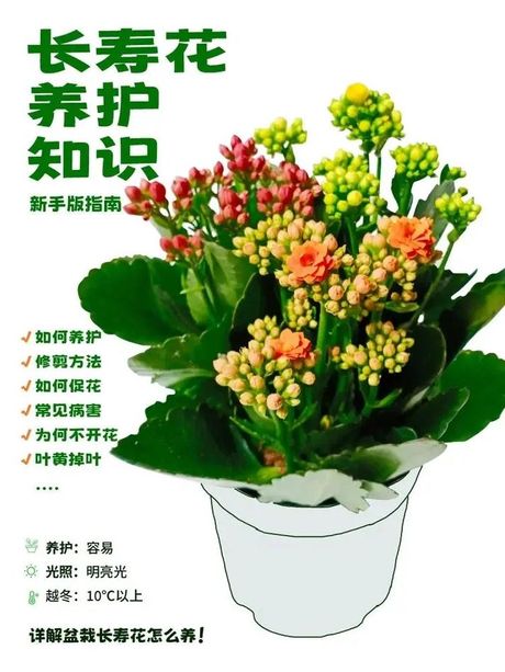 延长鲜花寿命的养护技巧