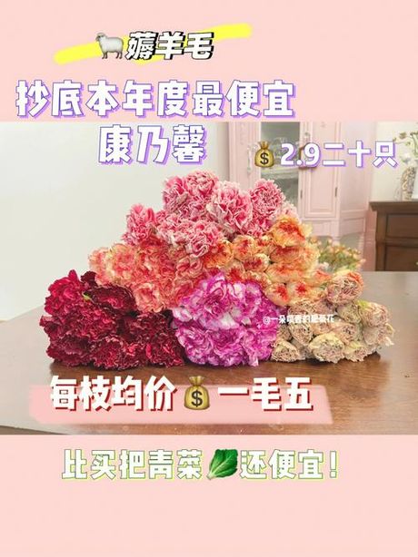 康乃馨的价格揭秘