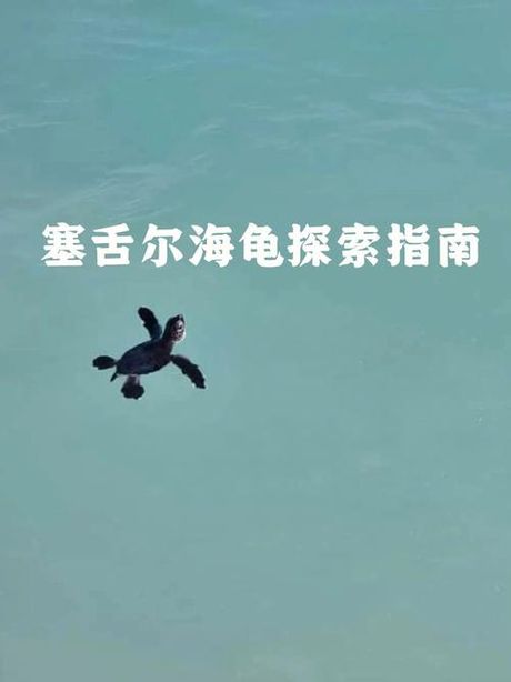 探索海龟的奇妙世界：turtle怎么读