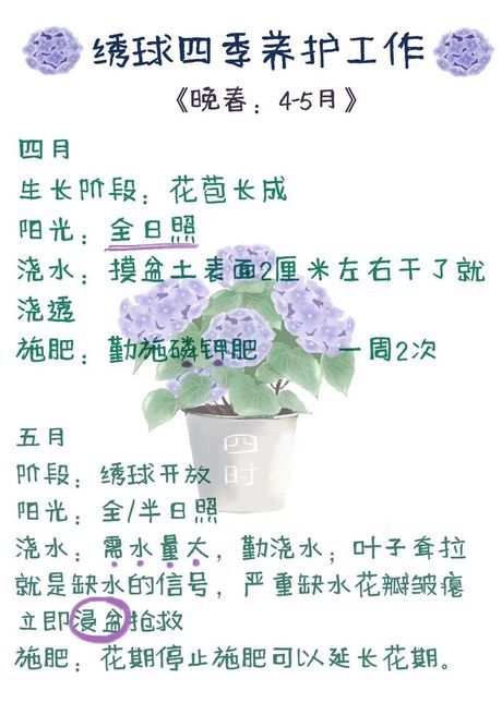 绣球花的养护指南