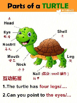 探索乌龟的英文名称：Turtle