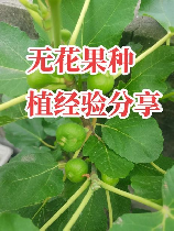 无花果的种植方法