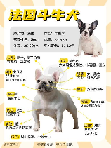 法斗犬价格揭秘