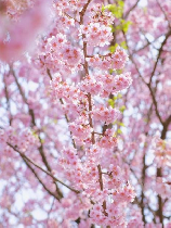 樱花谷：春日里的粉色仙境
