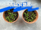 火龙果盆栽种植全攻略