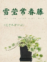 常青藤养护指南