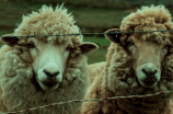 【美羊羊】：一部让人忍俊不禁不可错过的动画片