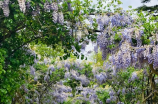 玩转偷菜游戏，花样田园轻松体验