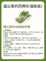 蒲公英根的食用方法