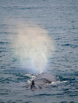 鲸鱼为什么会喷水？
