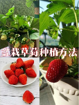 如何在园艺上给女朋友种植草莓