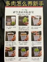 多肉植物怎么养胖